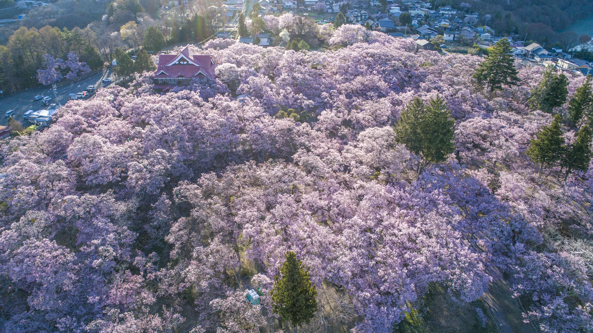 CHERRY BLOSSOMS / AERIAL